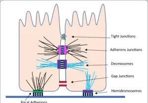 Cellular Junctions - Types And Functions - Biology Notes Online