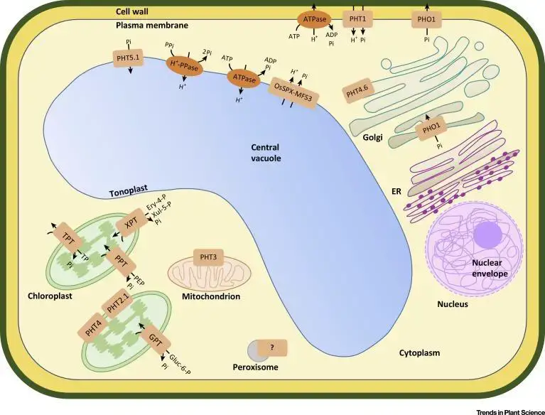 Vacuoles - Definition, Structure, Types, Functions, and Diagram ...