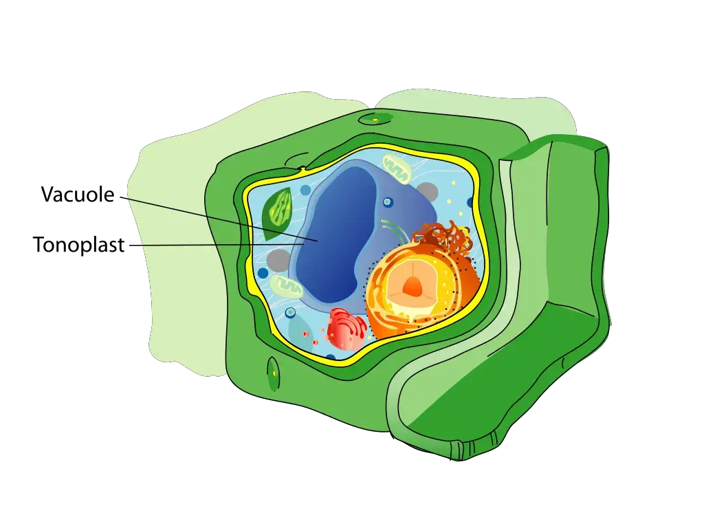 Structure and Function of Vacuoles in Plant Cells.