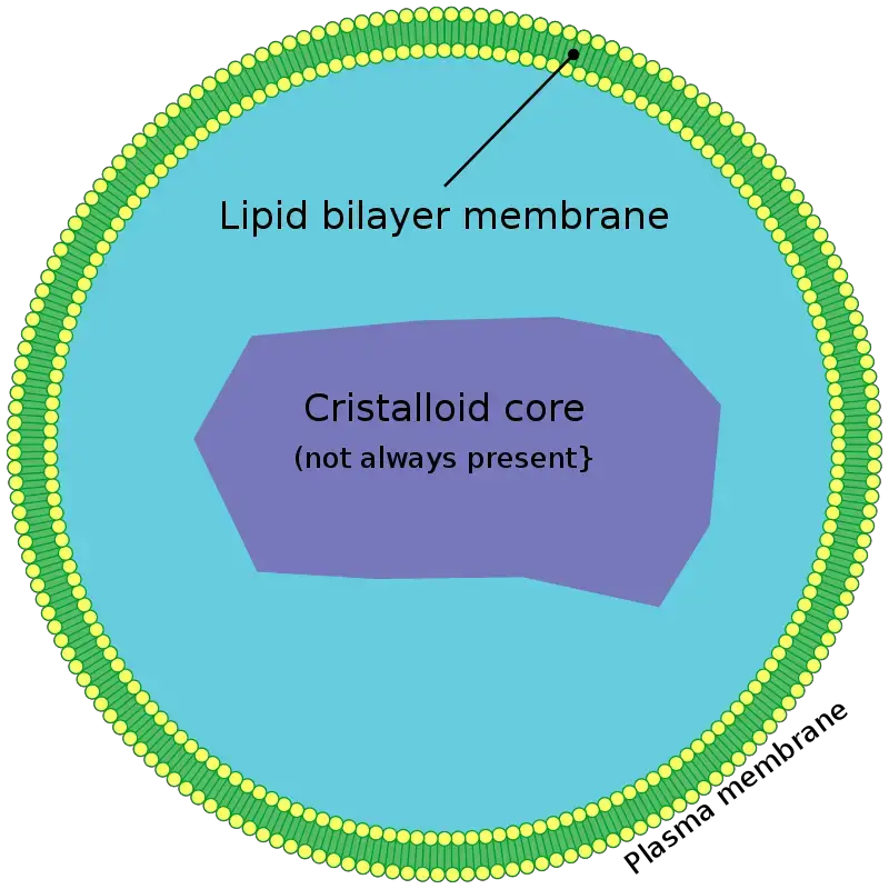 Basic structure of a peroxisome