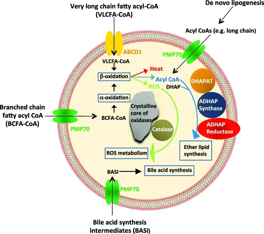 Structure and Functions of Peroxisomes
