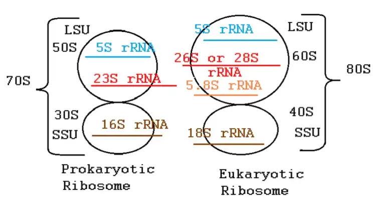 Ribosome Types Structure Function And Diagram Biology Notes Online