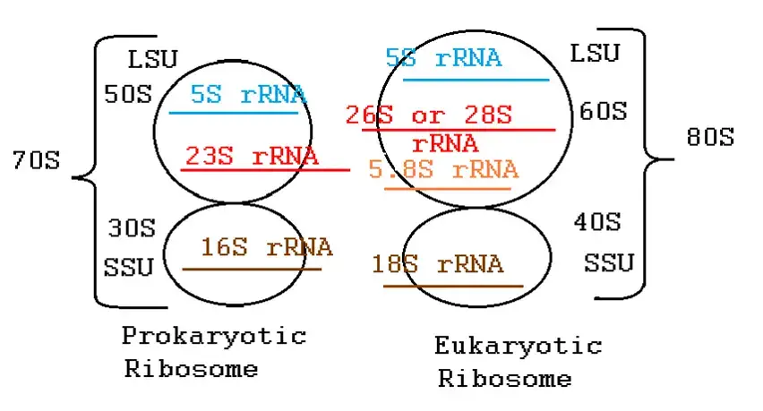 Ribosome - Types, Structure, Function, and Diagram - Biology Notes Online