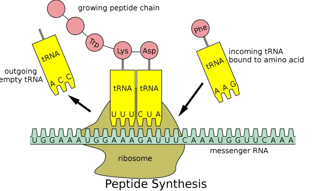 Translation in Ribosome
