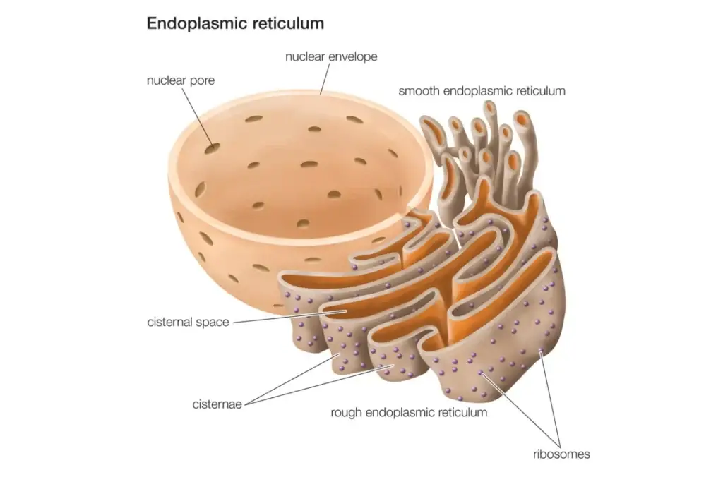 Endoplasmic Reticulum (ER) Diagram
