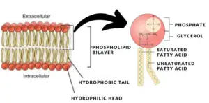 Phospholipids of the plasma membrane.