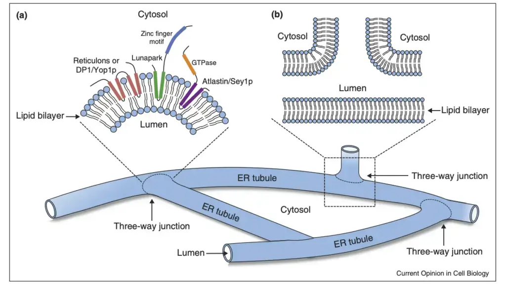 Schematic diagram of the ER shaping proteins at three-way junctions. (a) Membrane topology around a three-way junction where reticulons (coral), DP1/Yop1p (coral), Lunapark (green and blue) and atlastin (purple and orange) insert into the outer leaflet of the phospholipid bilayer from the cytosolic side of the membrane. (b) A cross-section view of a three-way junction.
