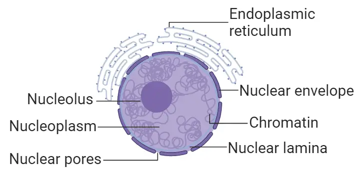 Nucleus Diagram
