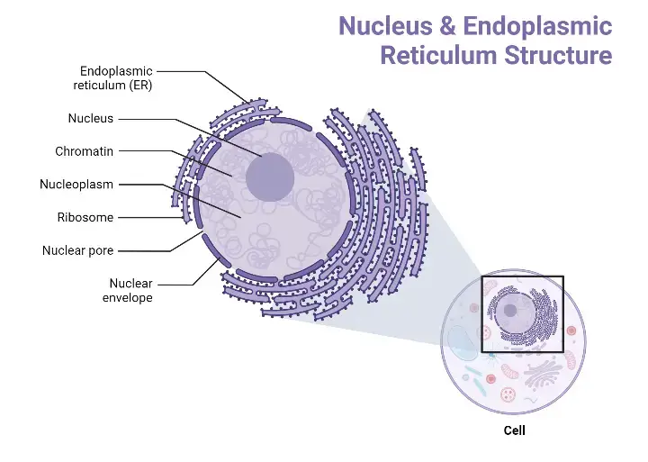 Diagram of Nucleus