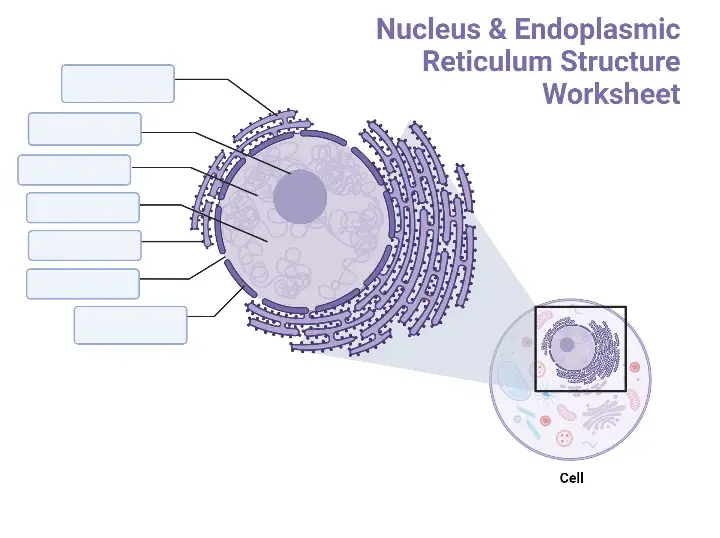 Nucleus Worksheet