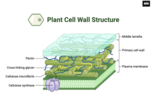 Cell Wall - Definition, Structure, Composition, Functions - Biology ...