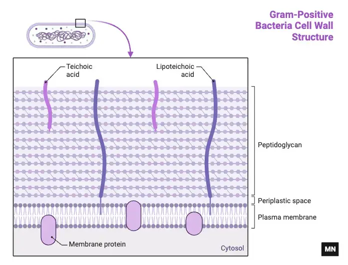 Gram-Positive Bacteria Cell Wall Structure