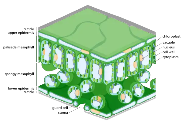 chloroplast diagram
