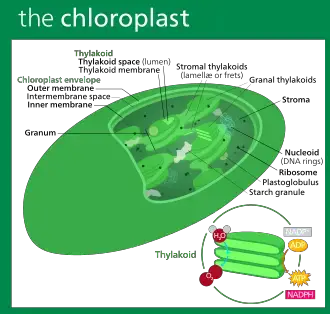 Chloroplasts Diagram