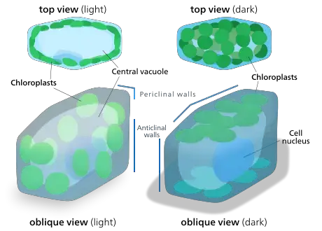 Movement of Chloroplast 
