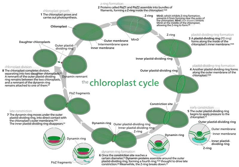 Chloroplasts Division