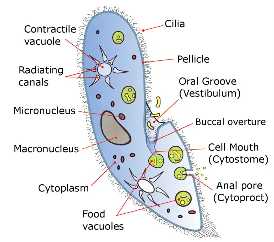 Food Vacuole
