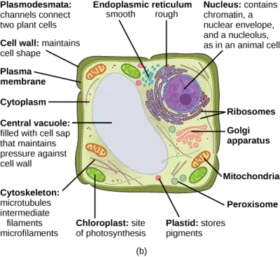 A typical plant cell.