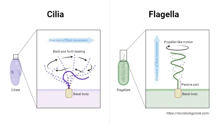Movement of Cilia vs. Flagella