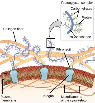 The extracellular matrix consists of a network of substances secreted by cells.