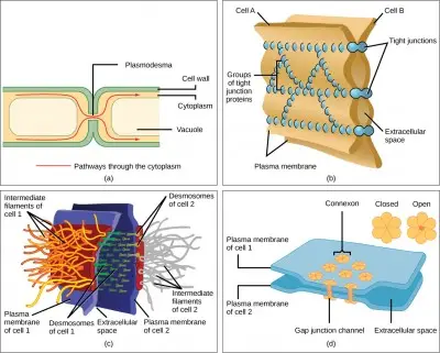 There are four kinds of connections between cells. (a) A plasmodesma is a channel between the cell walls of two adjacent plant cells. (b) Tight junctions join adjacent animal cells. (c) Desmosomes join two animal cells together. (d) Gap junctions act as channels between animal cells.