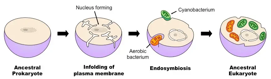 Overview of the Process of Endosymbiosis.