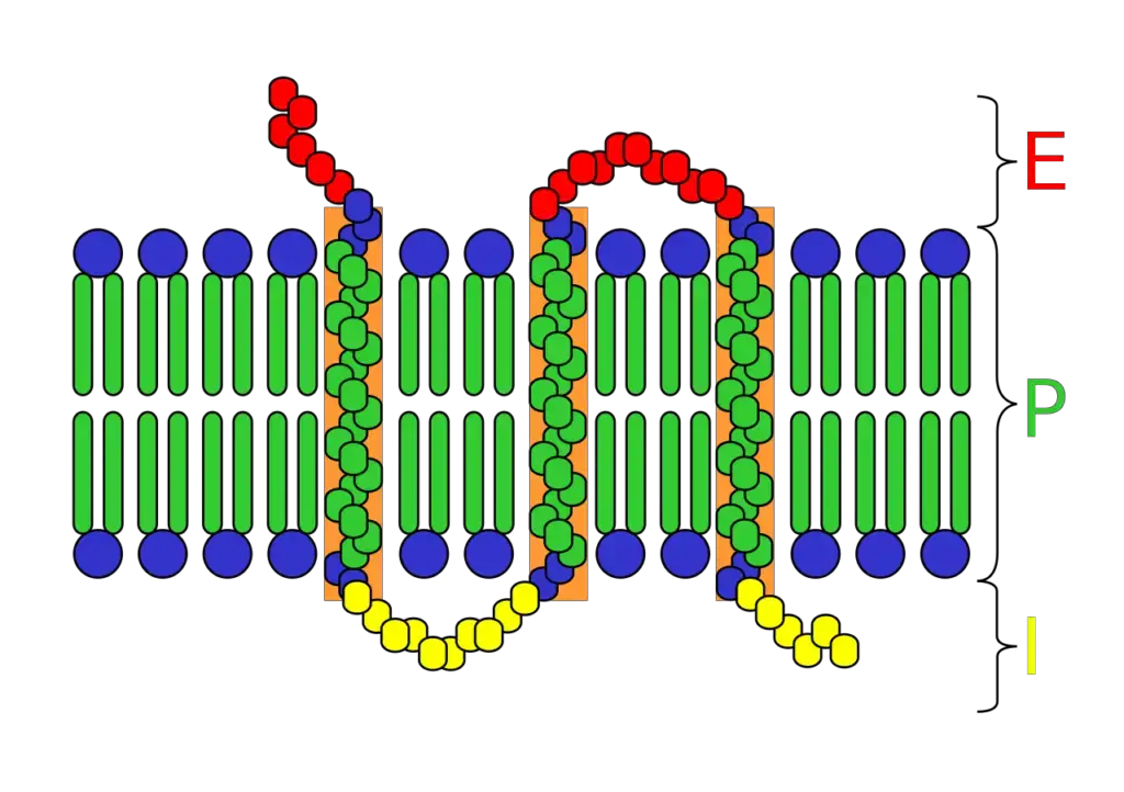 Integral Protein Structure – E, extracellular space; P, plasma membrane; I, intracellular space
