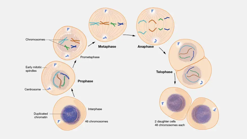 Daughter Cells
