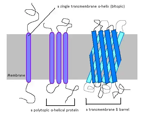 Transmembrane proteins
