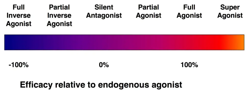 Efficacy spectrum of receptor ligands.