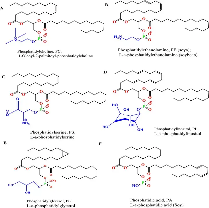 Natural phosphatides the most used to produce liposomes; A) Phosphatidylcholine, B) Phosphatidylethanolamine, C) Phosphatidylserine, D) Phosphatidylinositol, E) Phosphatidylglecerol, and F) Phosphatidic acid.
