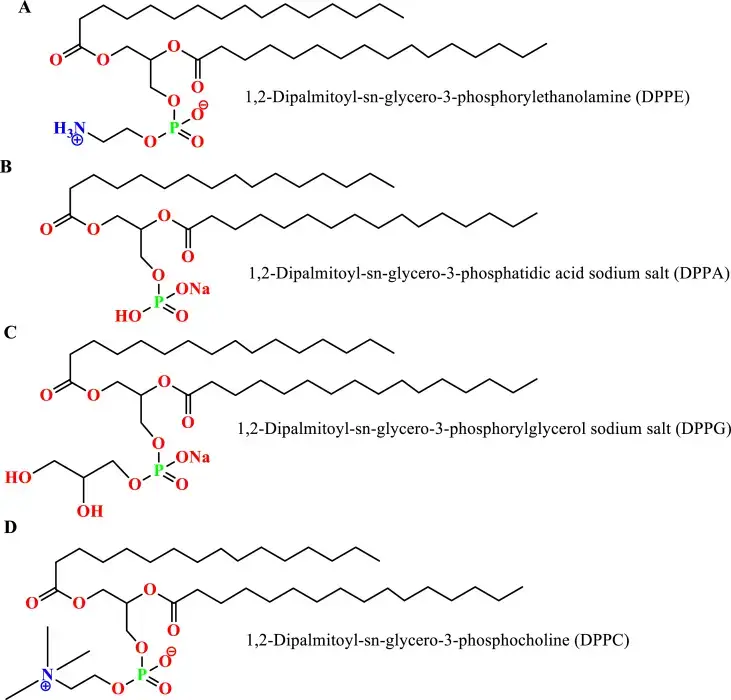 Palmitic acid -based different synthetic phospholipids
