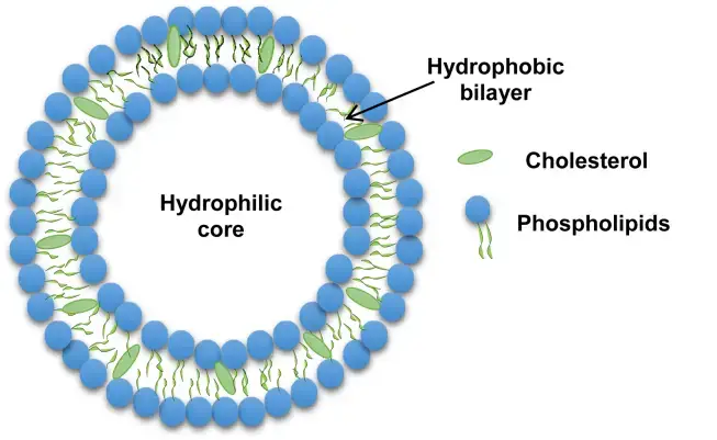 Schematic representation of liposomes.
