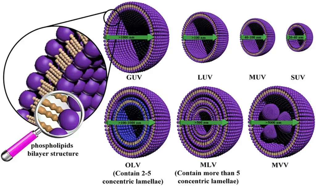 Seven main categories for liposomes: multilamellar large (MLV), oligolamellar (OLV), small unilamellar (SUV), medium-sized unilamellar (MUV), large unilamellar (LUV), giant unilamellar (GUV) and multivesicular vesicles (MVV))
