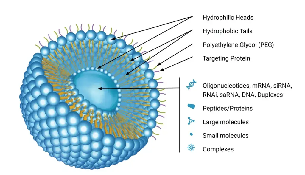 Liposome - Definition, Structure, Composition, Applications - Biology ...