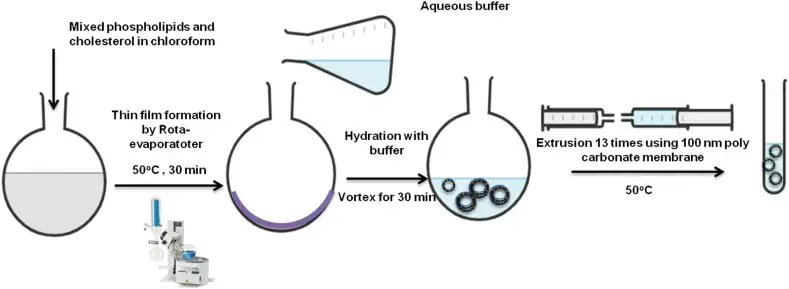 Liposomes preparation via thin-film hydration extrusion technique.
