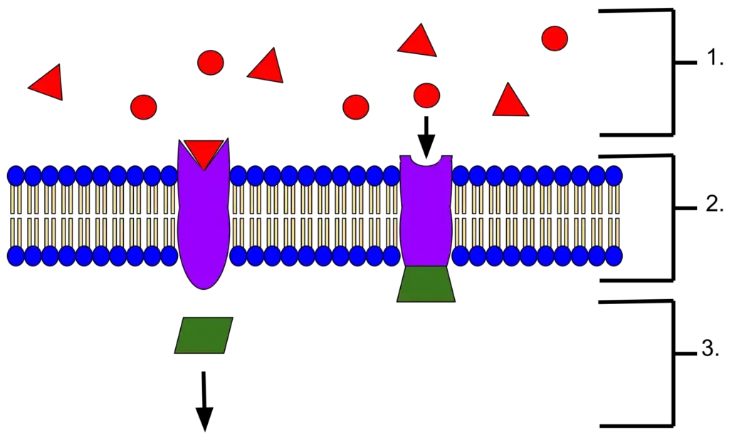 An example of membrane receptors. – Membrane receptors are proteins that interact with external ligands. These ligands bind to the receptor based on the protein’s active site shape. Upon ligand binding, the receptor releases a messenger inside the cell. 