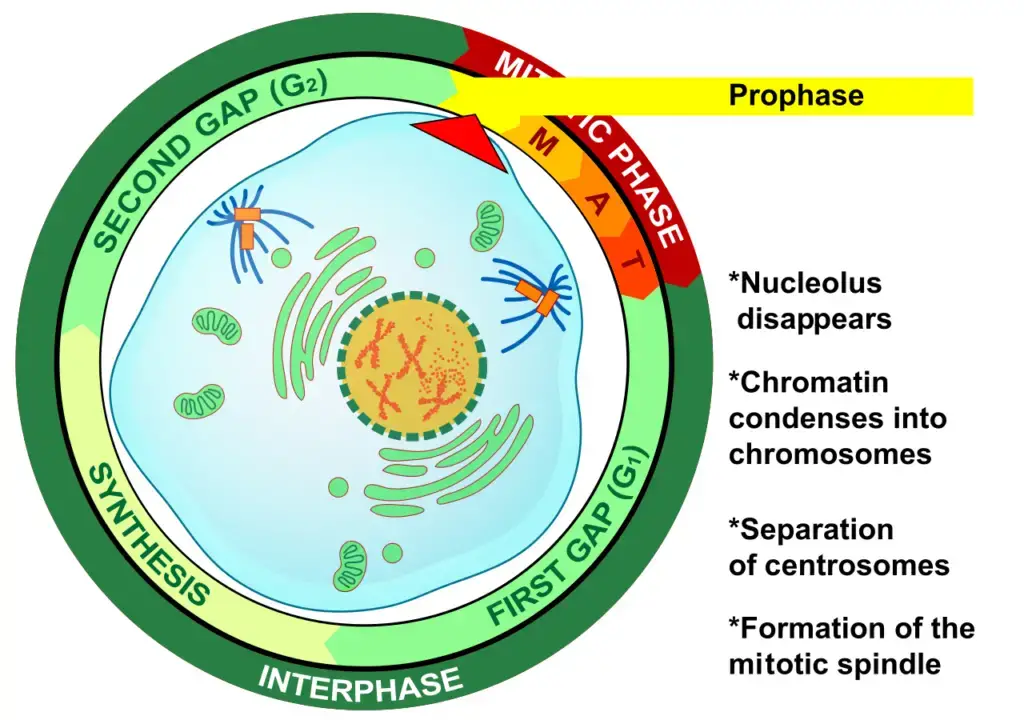 Prophase is the first step of cell division in mitosis.
