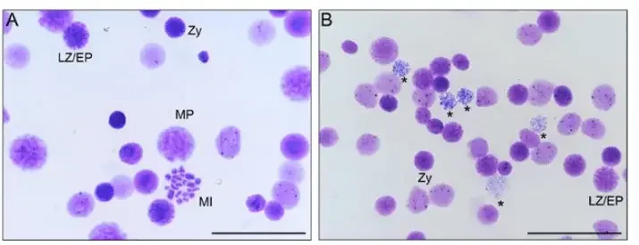 estis cells can be observed stuck in the prophase I stage as they are stained with Giemsa stain. Zy stands for zygotene substage, LZ/EP stands for late zygotene or early pachytene substage and MP stands for mid-pachytene substage of prophase