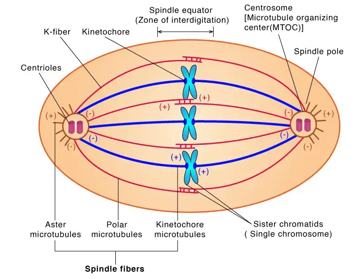 Types of Spindle Fibres
