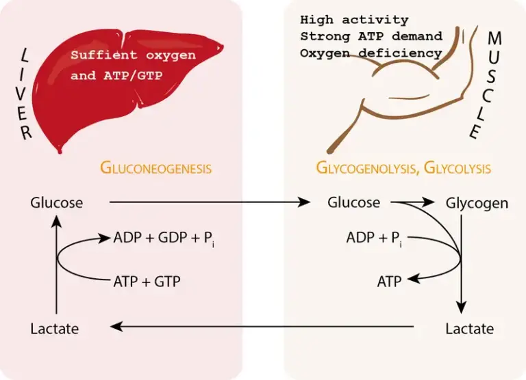 Cori Cycle - Definition, Steps, Regulation, Importance - Biology Notes ...