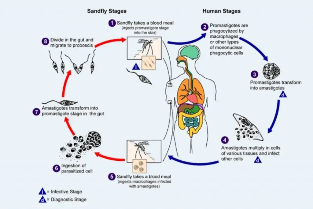 Leishmania life cycle
