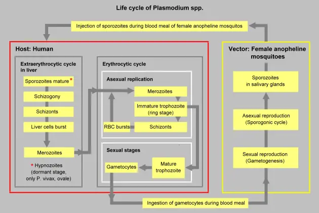 Plasmodium life cycle