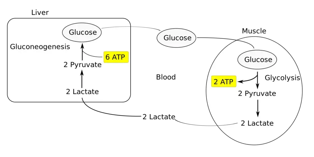 Cori Cycle - Definition, Steps, Regulation, Importance - Biology Notes ...