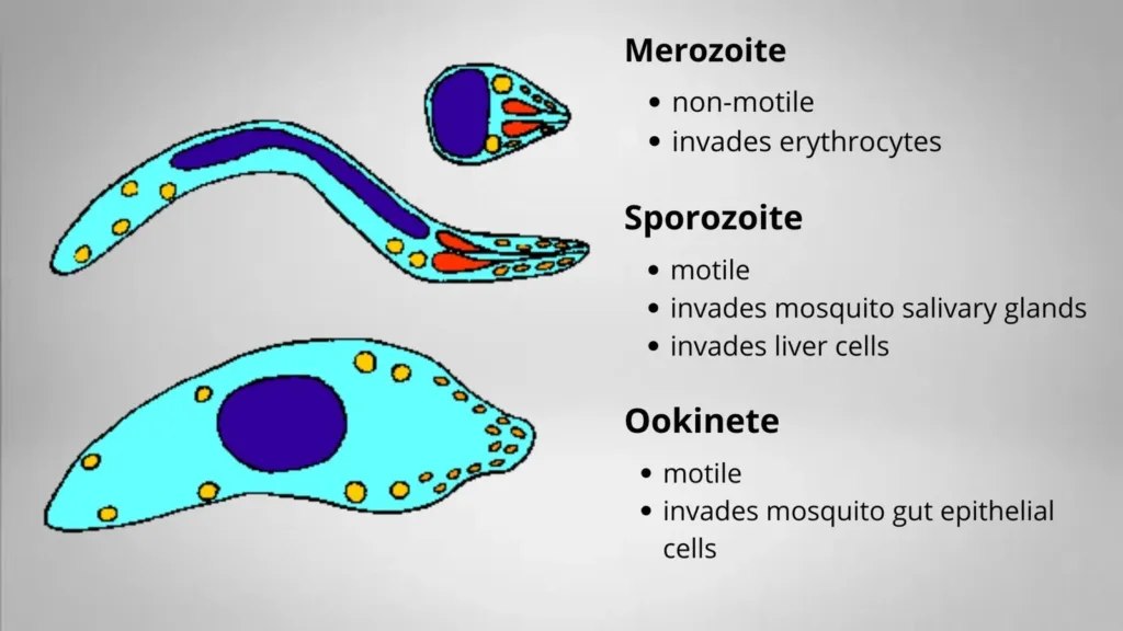 Different forms of Plasmodium