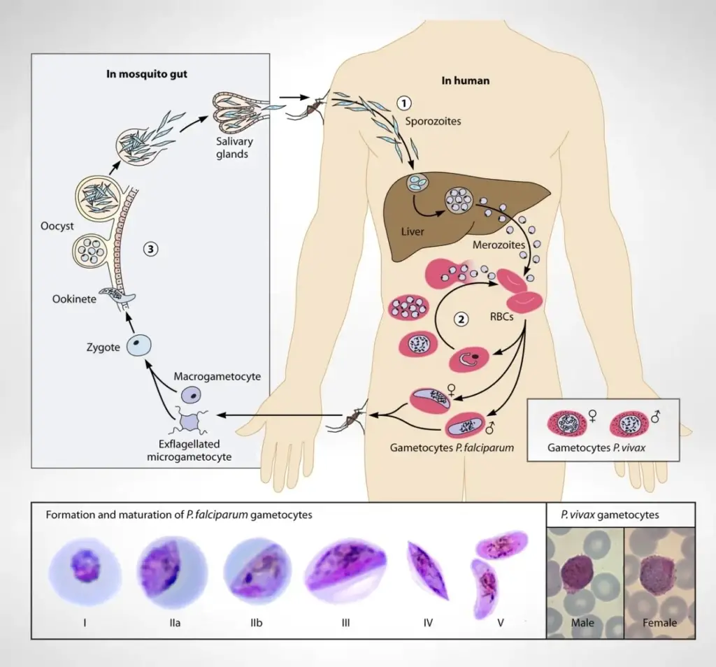 Plasmodium life cycle