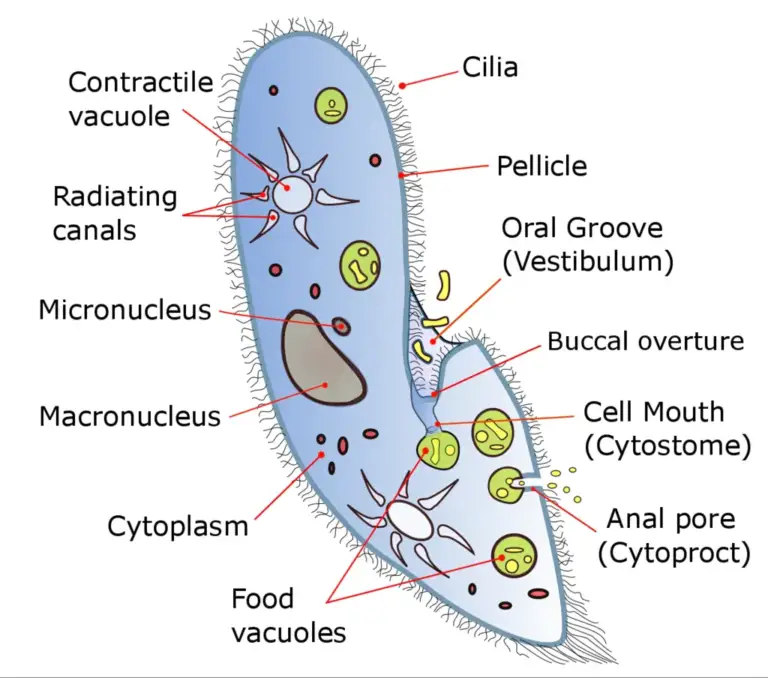 Paramecium Cell Definition, Characteristics, Classification, Movement ...