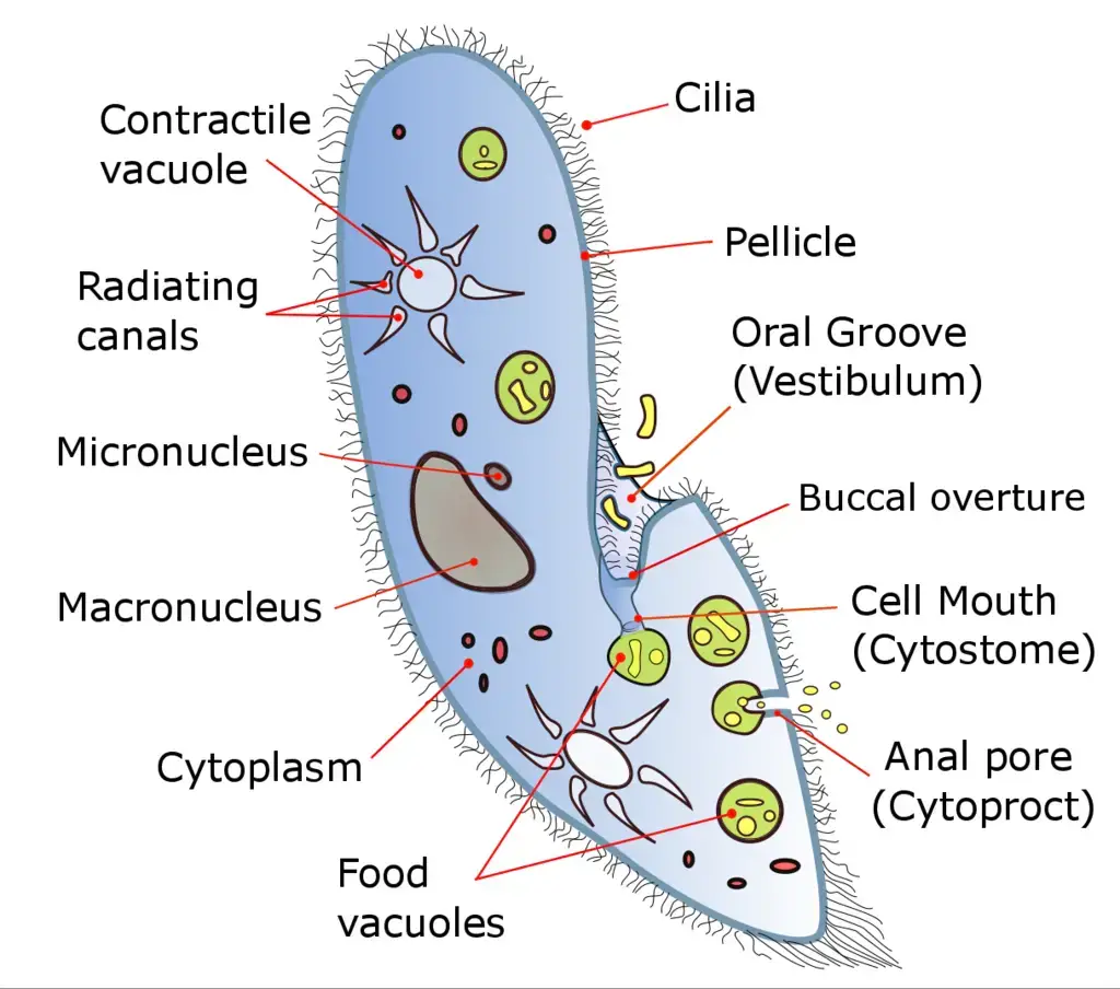 Paramecium Structure With Labeled Diagram
