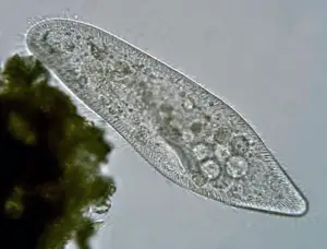 Paramecium Under Microscope