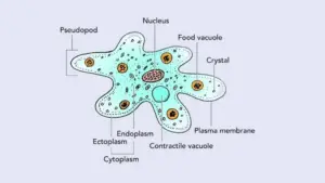 Amoeba Cell - Labeled Structure, Characteristics, Movement, Nutrition ...